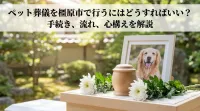 ペット葬儀を橿原市で行うにはどうすればいい？